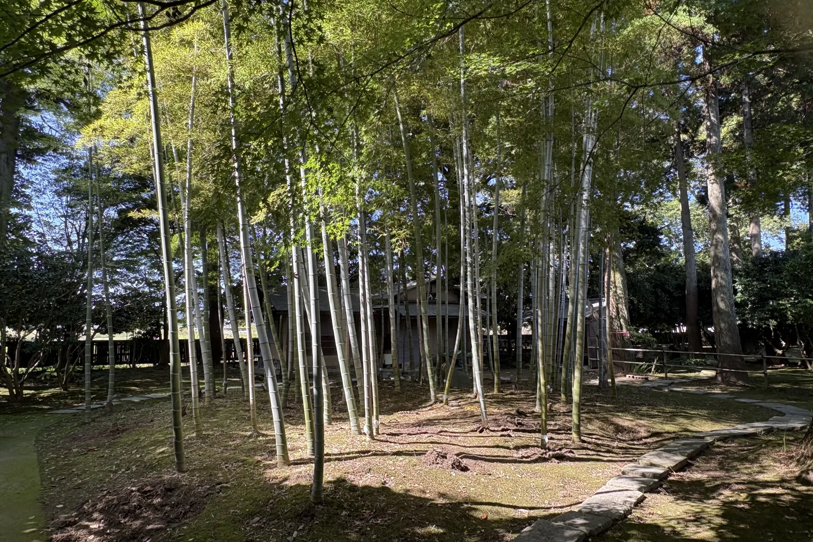 内山邸の竹林