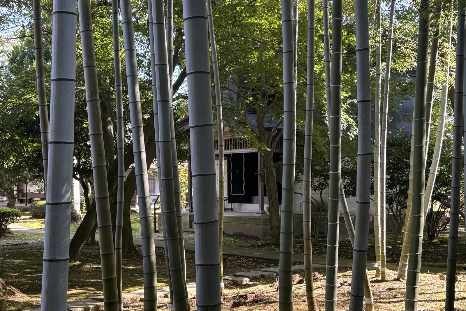内山邸の竹林、幹の間から見える建物