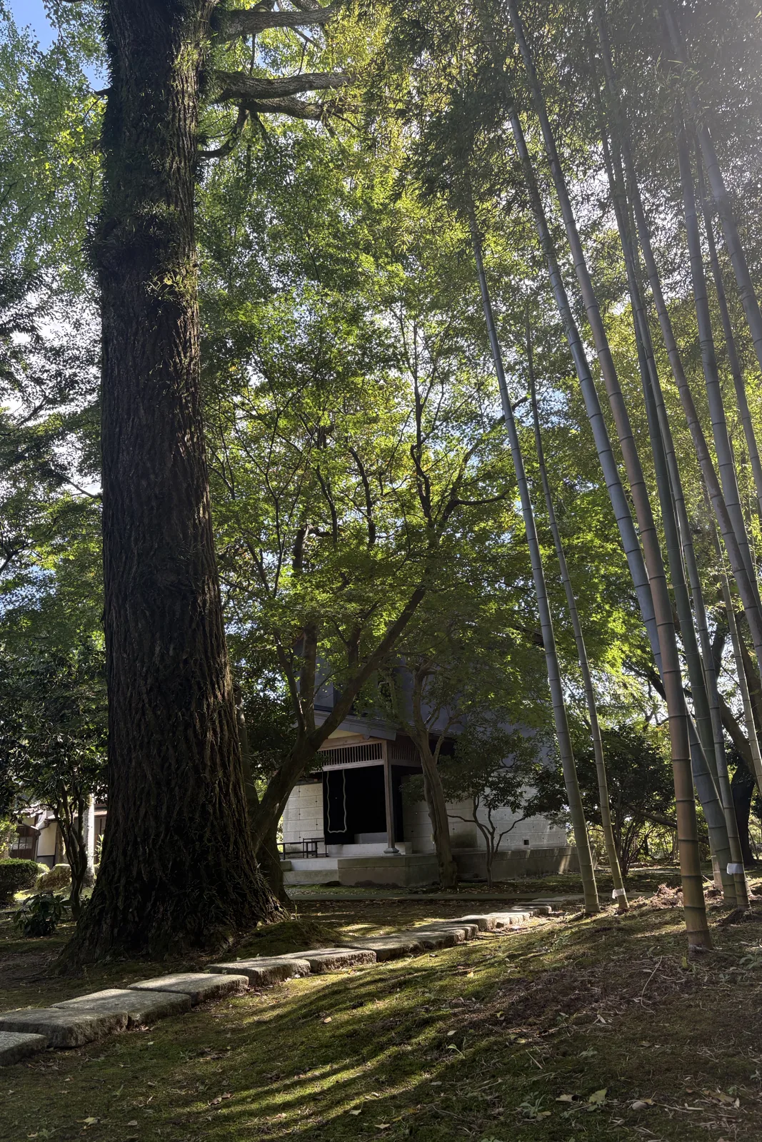 内山邸の大木と竹林