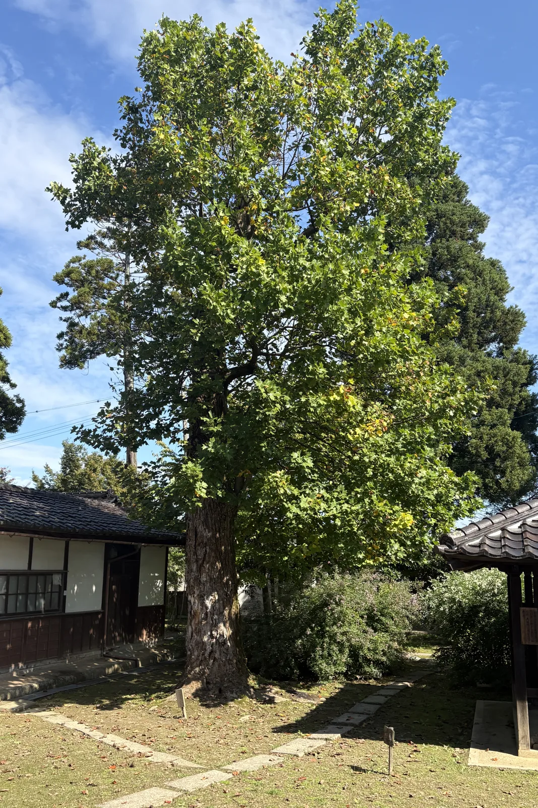 青空に広がる内山邸の大木