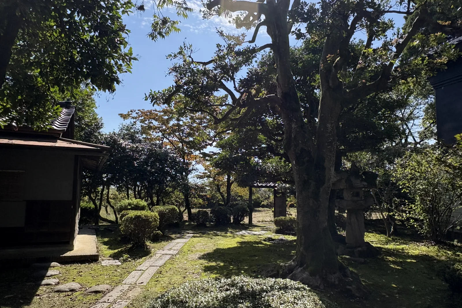 内山邸の庭と大木