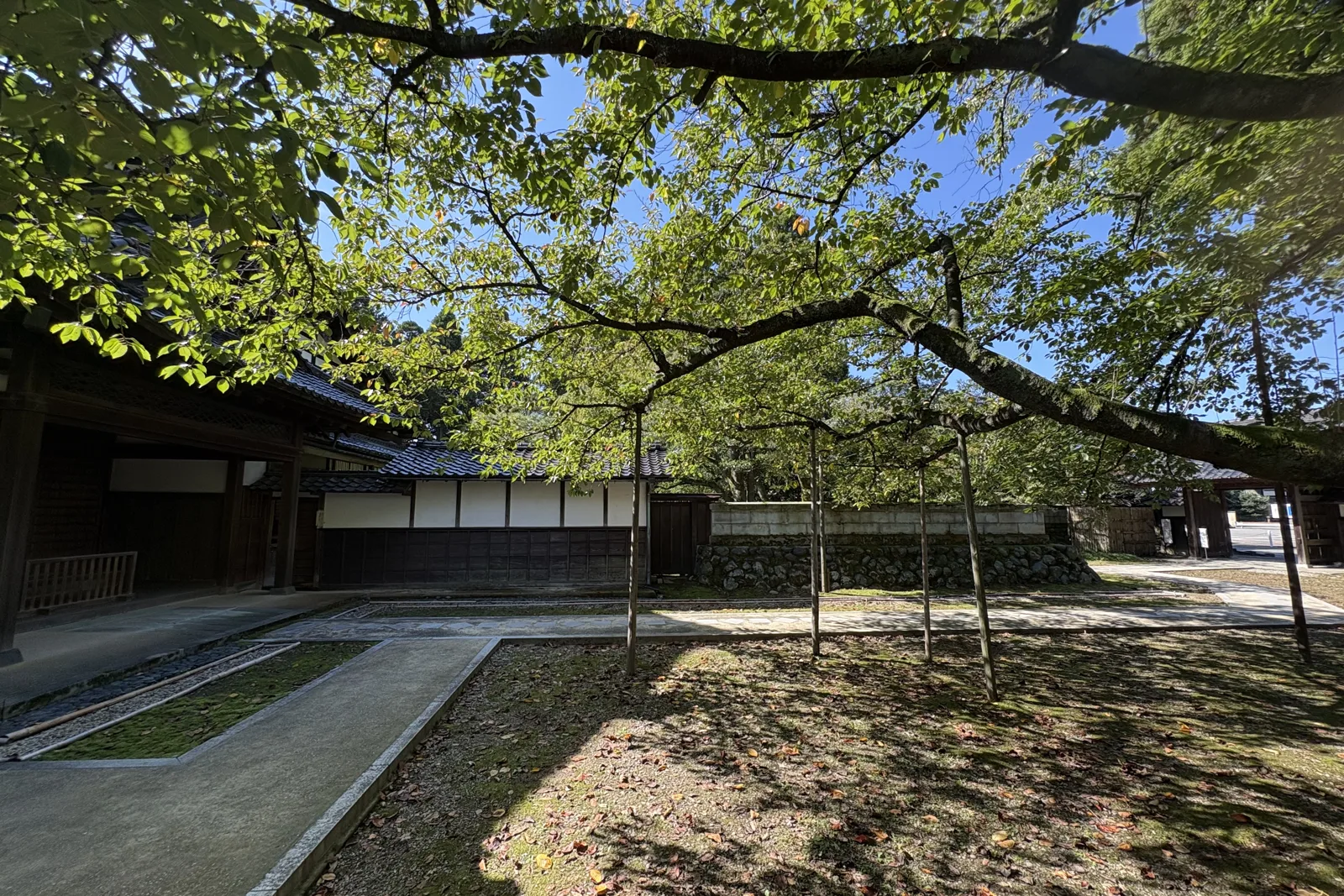 内山邸の木陰と白壁