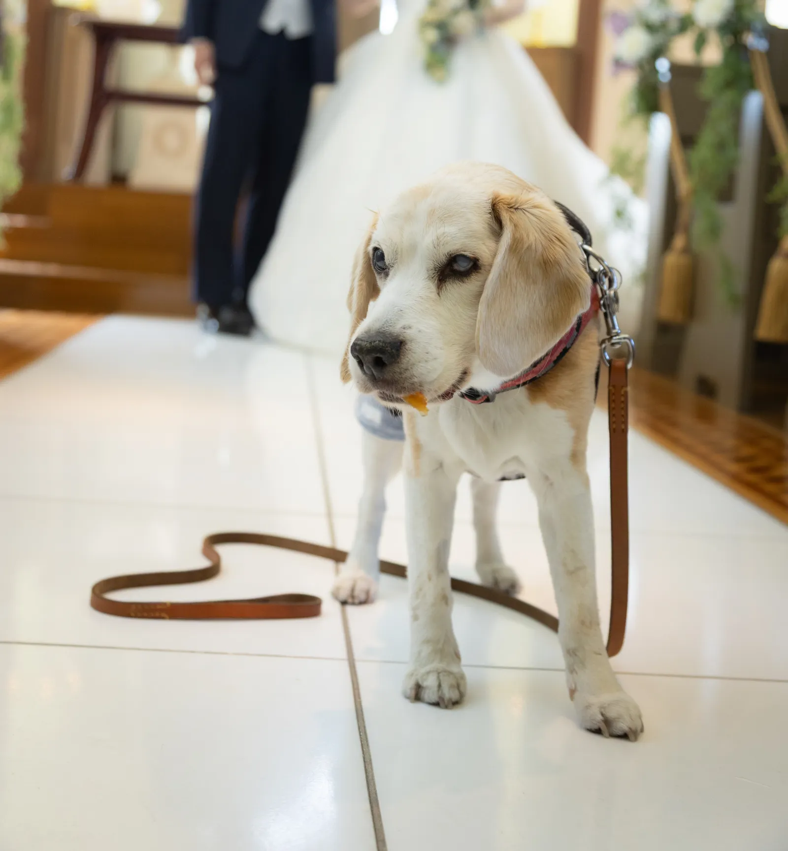 山手ヘレン記念教会の祭壇前で、ハート型に置かれたリードの中におすわりする愛犬ジンくん