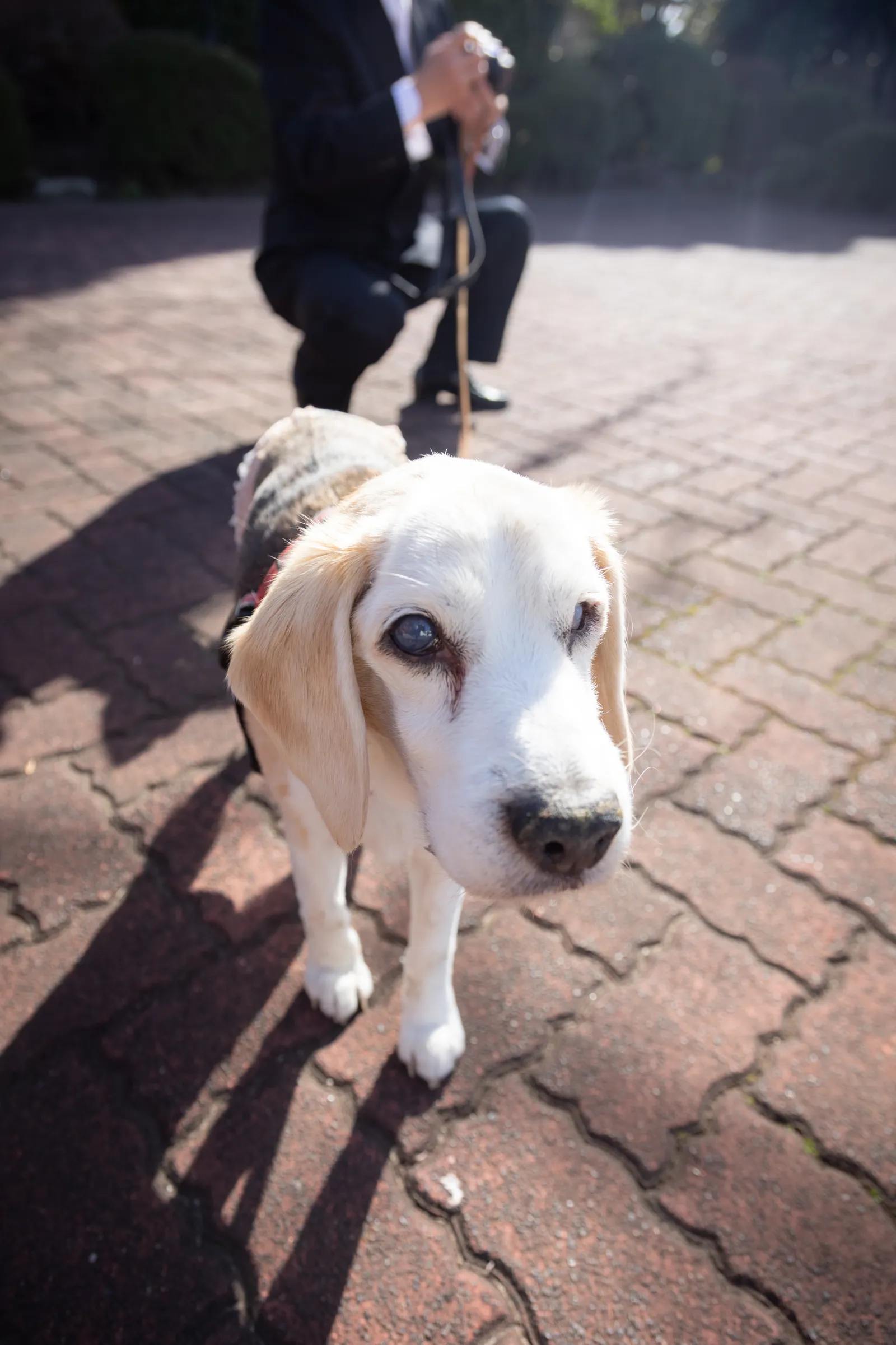 カメラをまっすぐ見上げる愛犬ビーグルのジンくんのポートレート