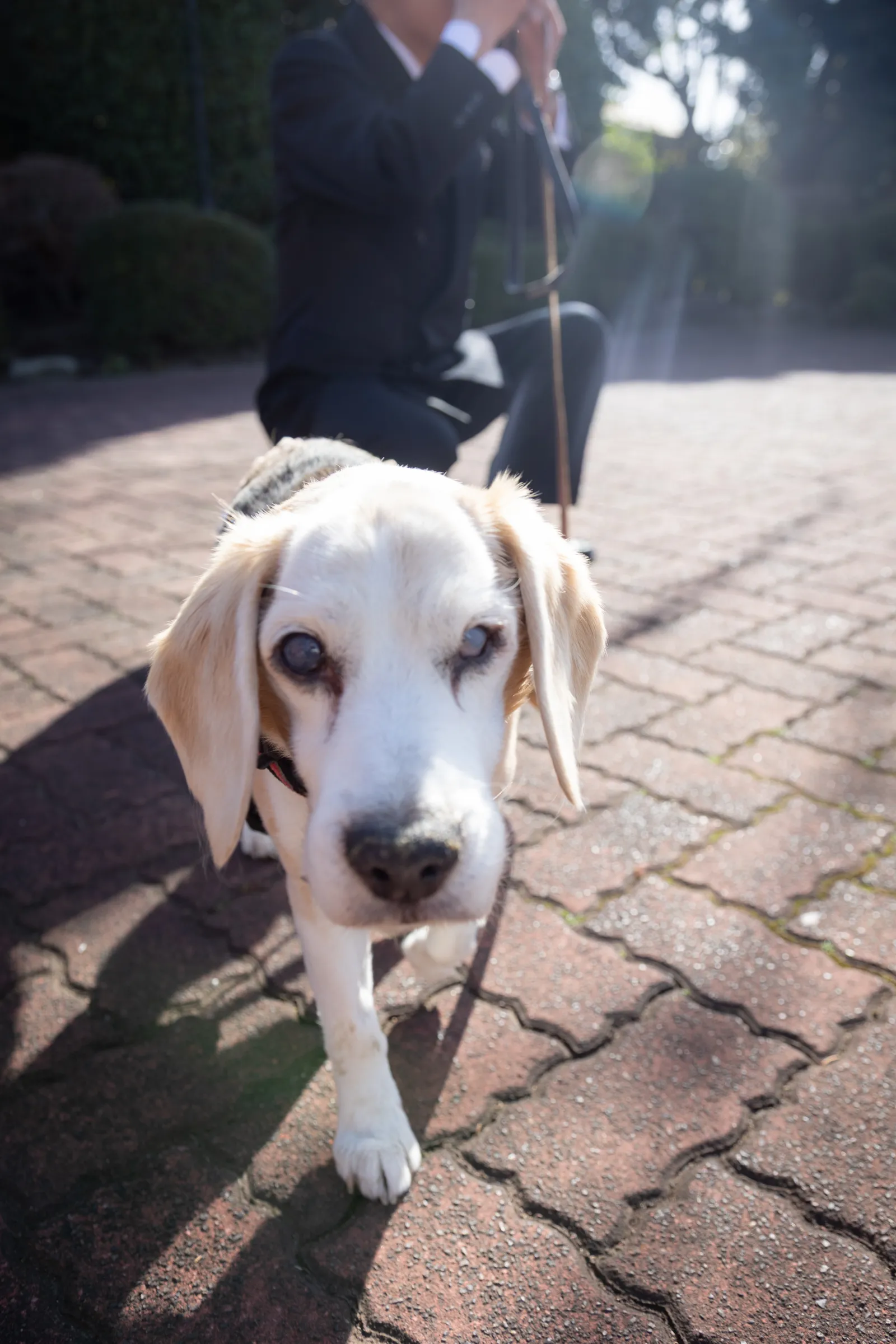 横浜・山手の石畳をリードでお散歩する愛犬ビーグルのジンくん