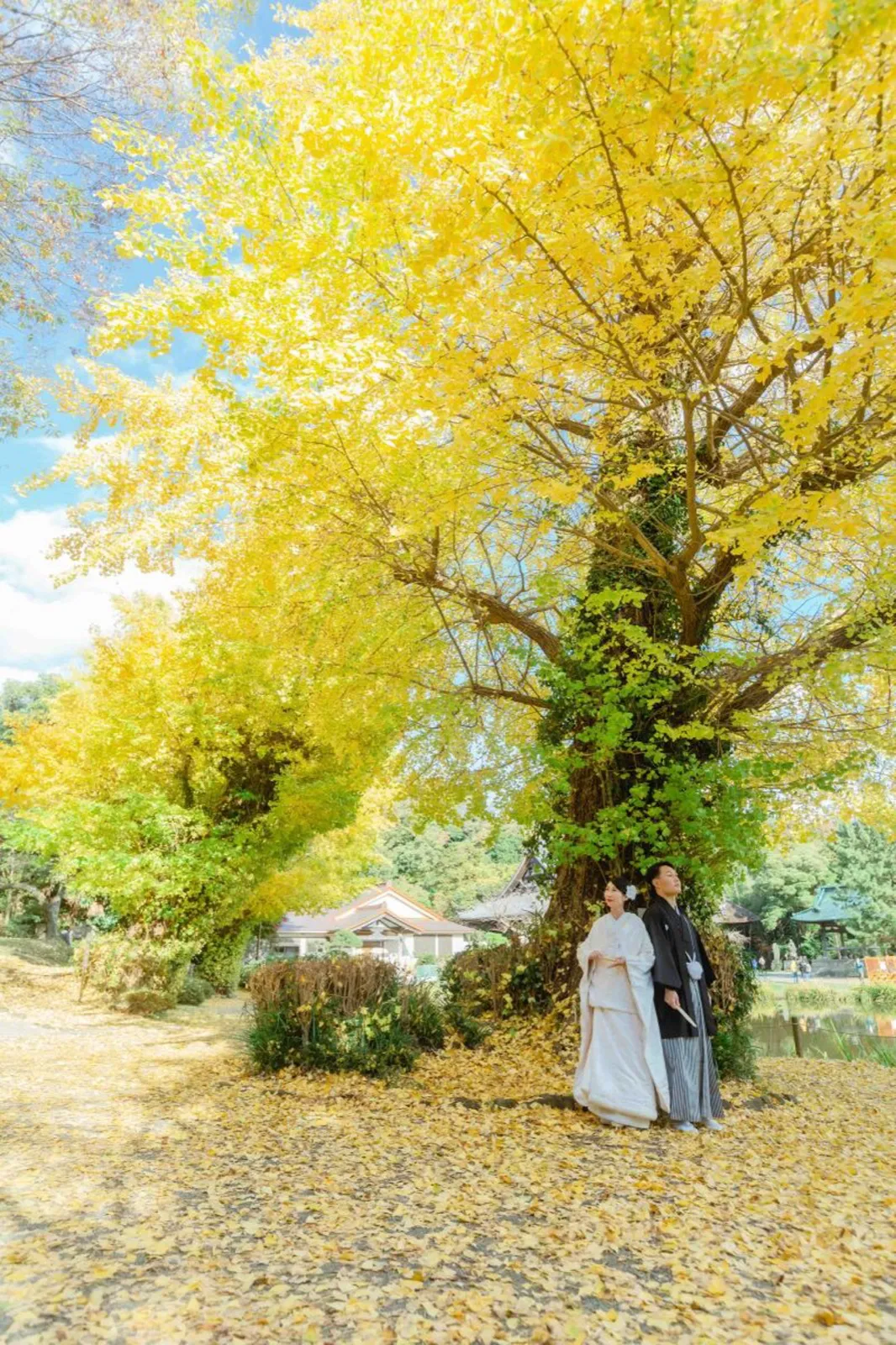 黄色く色づいたイチョウの木の下に立つ白無垢の花嫁と黒紋付の新郎｜横浜・称名寺の秋の和装前撮り