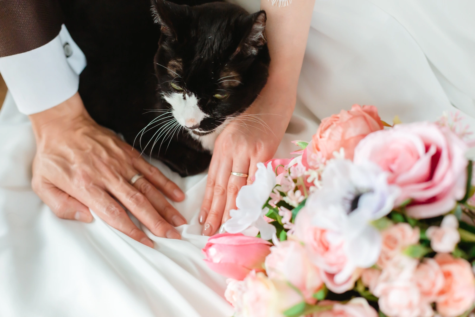 結婚指輪をした新郎新婦の間に入り込む黒猫