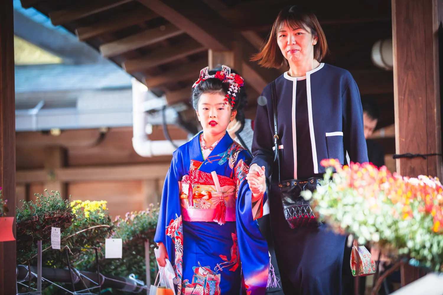 菊まつりの鉢植えの前を母と手をつないで歩く7歳の女の子、七五三（湯島天神・東京）
